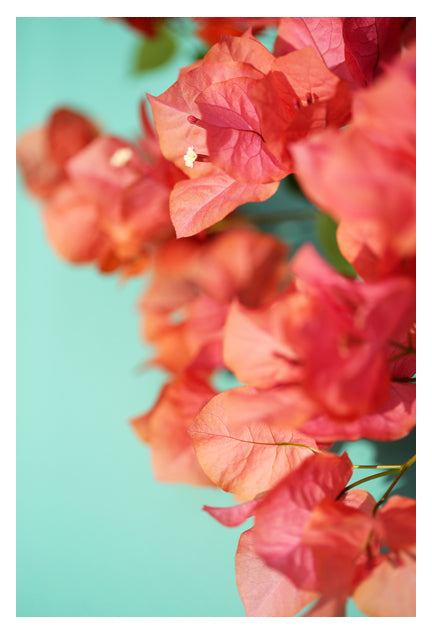 Bright Star #1 - Fine Art Photograph