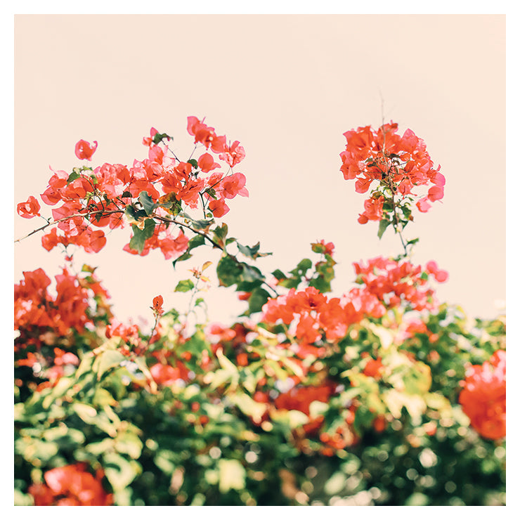 Bougainvillea Dream - Fine Art Photograph