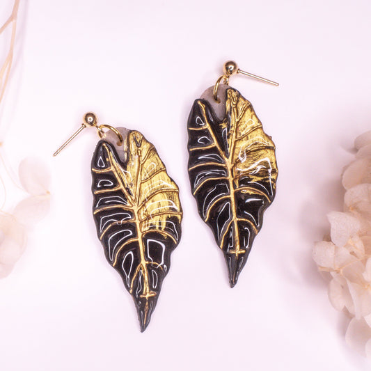 Alocasia Black Velvet ‘Gold Flame’