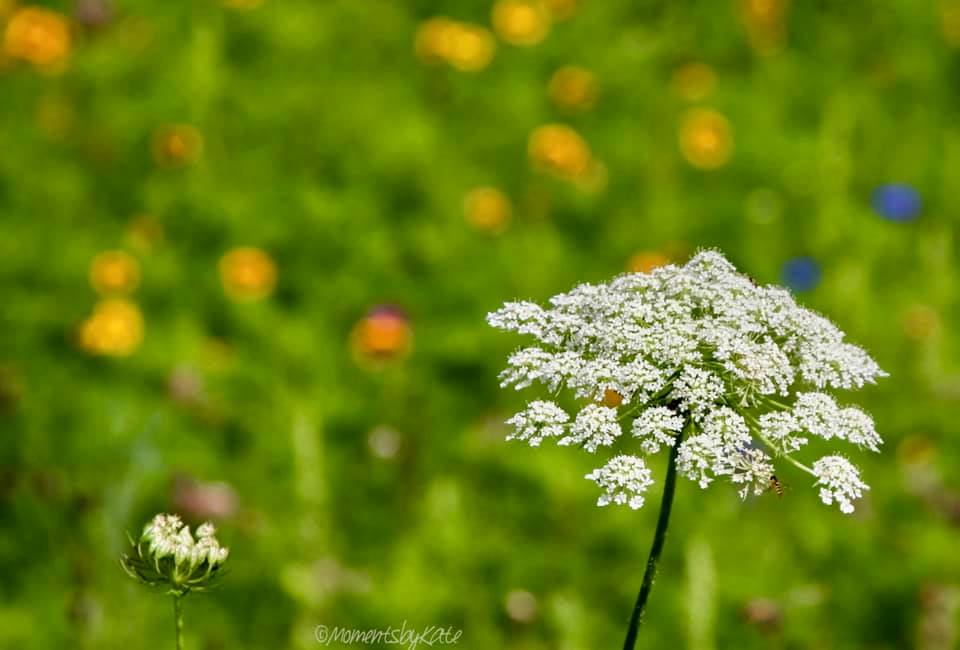 Greeting Cards -Moments By Kate