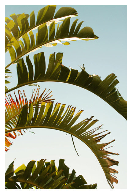 Balmy - Fine Art Photograph