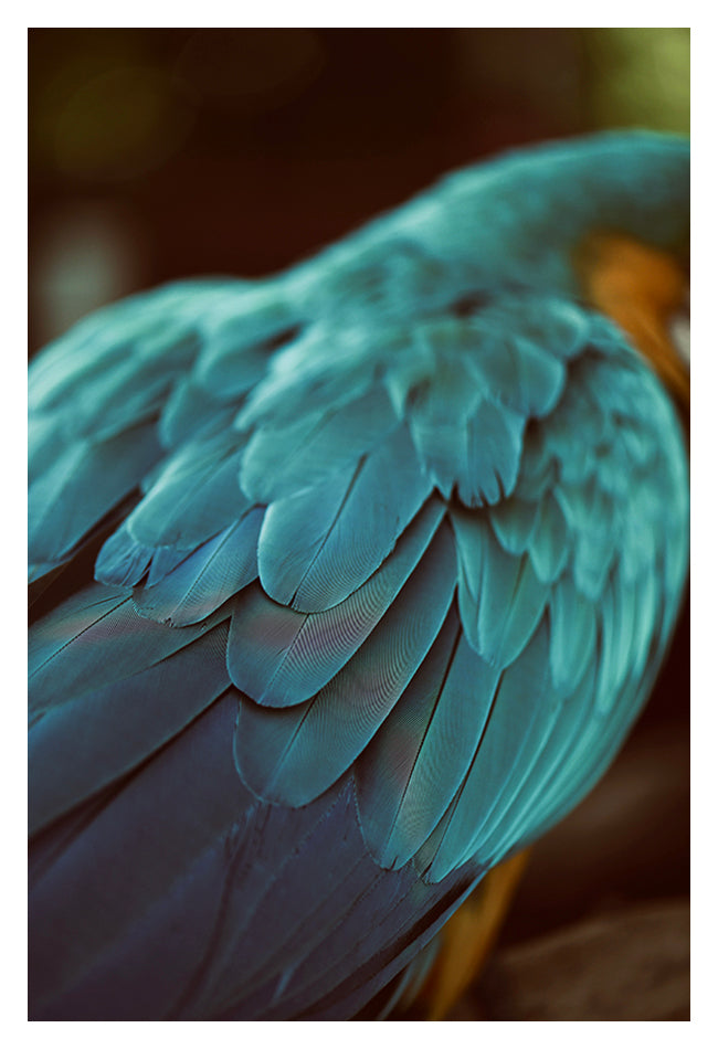 Blue Feathers #4 - Fine Art Photograph