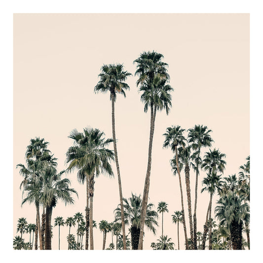Modern Fine Art Photograph - Mid-Century Palms #1