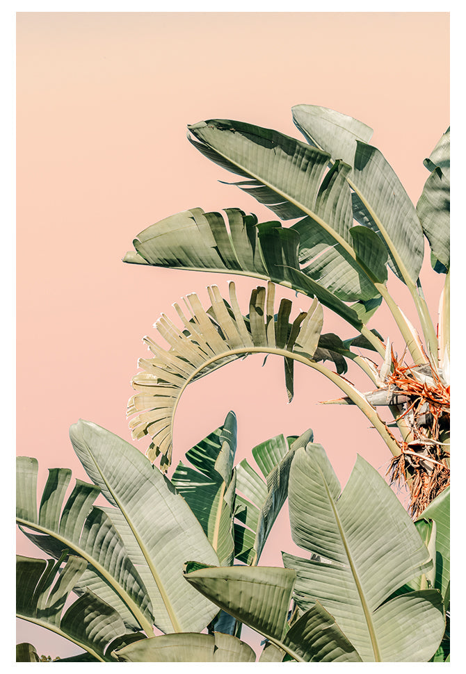 Modern Fine Art Photograph - Palm Beach #2