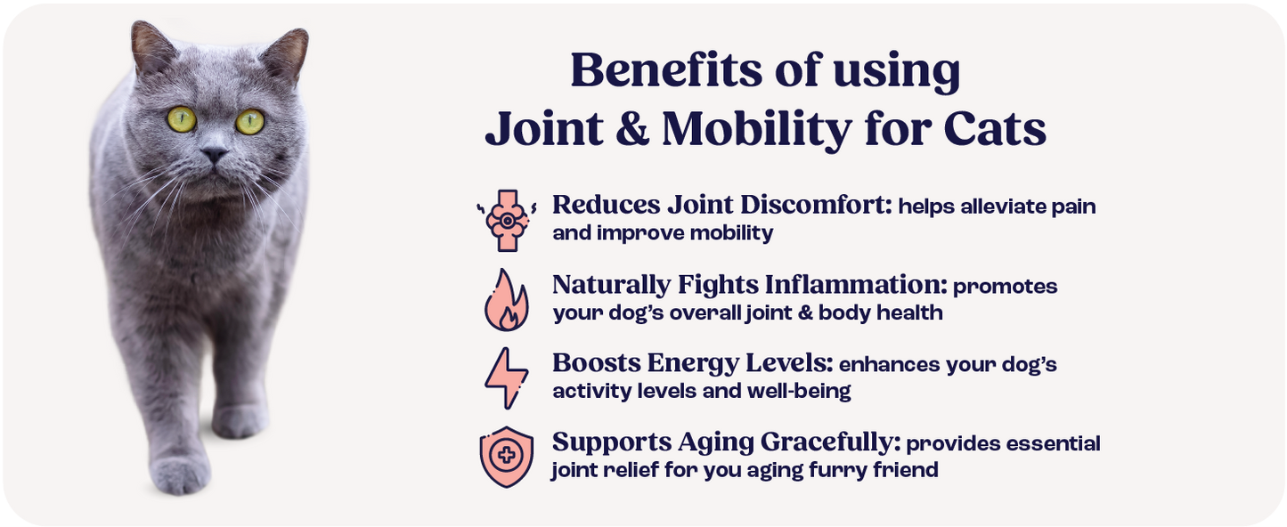 Cat Joint Supplement Chondroitin Mobility Support Natural Formula